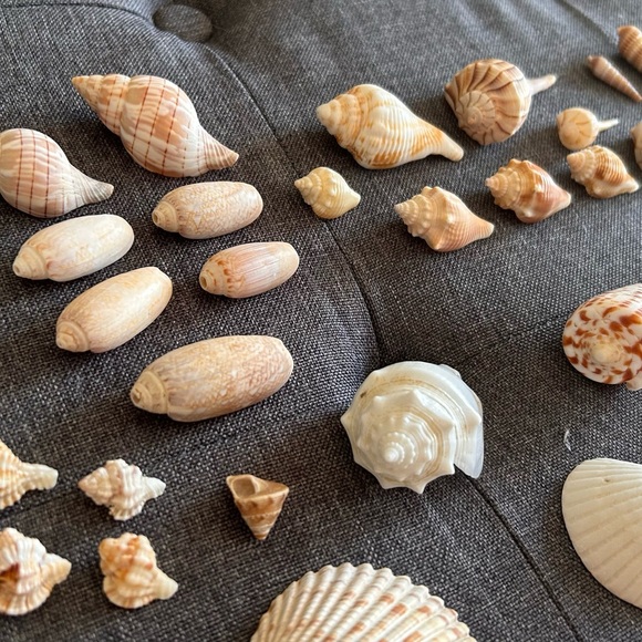 Perfect Seashell Package - All Shells Pictured - Picture 4 of 9